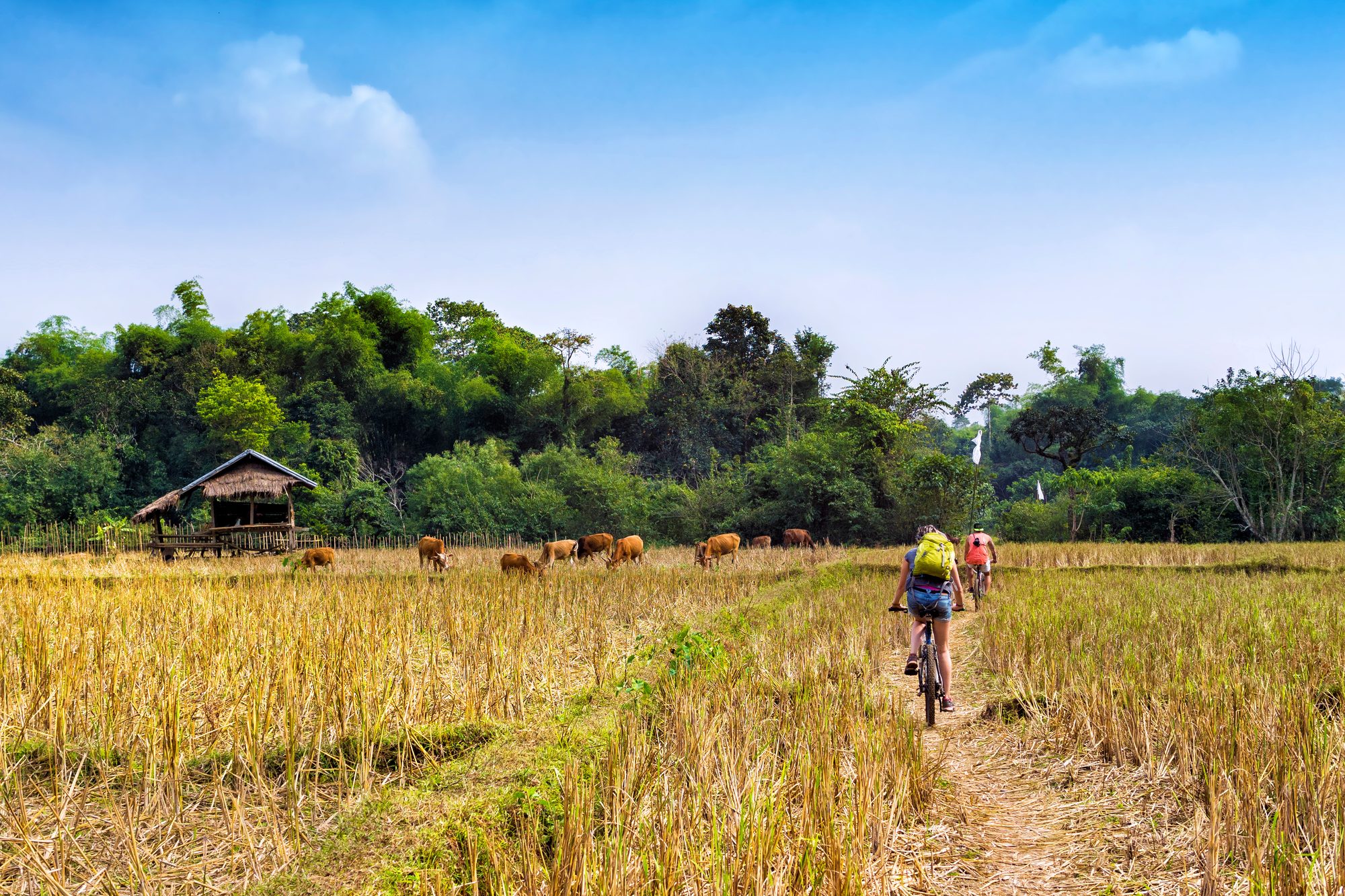 Cycling through golden rice fields near Koh Ker
