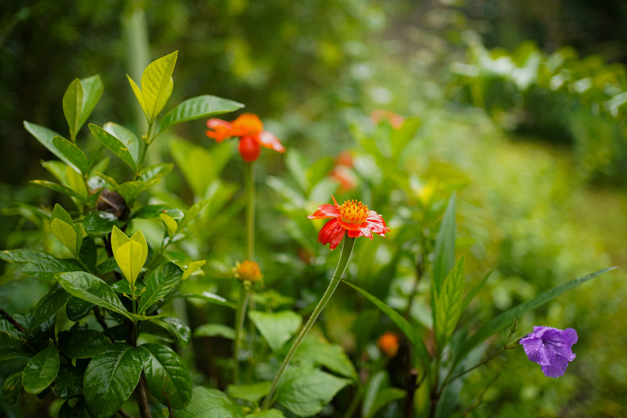 Flowering plants in the camp garden